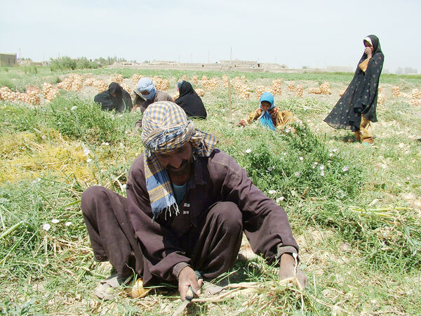 پنچ کشاورز سیستان وبلوچستان؛ درجمع تولیدکنندکان نمونه کشوری
