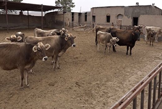 بالغ بر 9هزار راس دام سنگین در بیرجند  وجود دارد