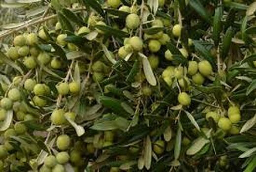 آغاز برداشت زیتون از اراضی کشاورزی مانه و سملقان 