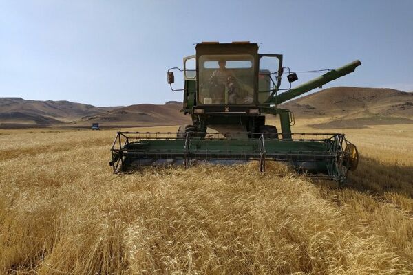 برداشت بیش از ۵۵ هزار تن محصول گندم از مزارع شهرستان میاندوآب