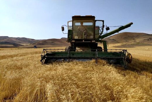 برداشت بیش از ۵۵ هزار تن محصول گندم از مزارع شهرستان میاندوآب