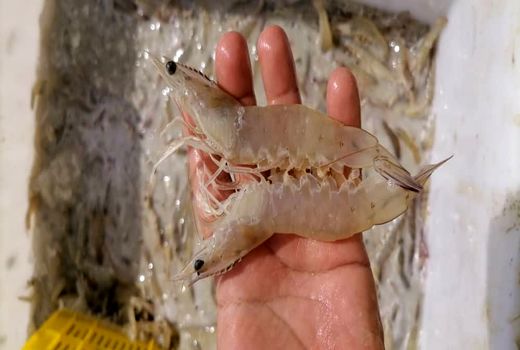 آغاز برداشت میگو از سایت گواتر شهرستان چابهار 