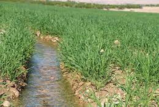 انعقاد قرارداد در بیش از 22 هزار هکتار از مزارع گندم حمیدیه