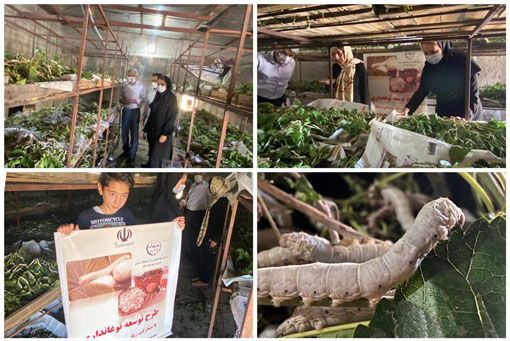 اجرای طرح نوغانداری با ایجاد سایت آموزشی ترویجی پرورش کرم ابریشم در شهرستان اسکو