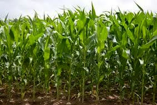 کاشت 12500 هکتار مزارع ذرت شهرستان ارزوئیه در حال انجام است