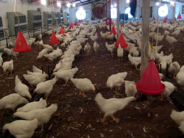 راستی آزمایی در 70 واحد مرغداری آمل