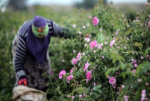 رایزنی برای تعیین قیمت گل محمدی در فارس