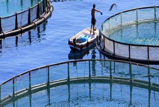 7 هزار تن انواع آبزیان از کردستان صادر شد