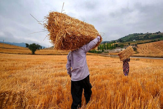 67 هزار هکتار اراضی سیستان و بلوچستان زیرکشت گندم رفت