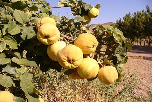 افزایش ۱۵ درصدی برداشت بِه در نطنز