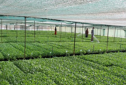 یک میلیارد اصله نشاء سبزی و صیفی در استان بوشهر تولید می‌شود