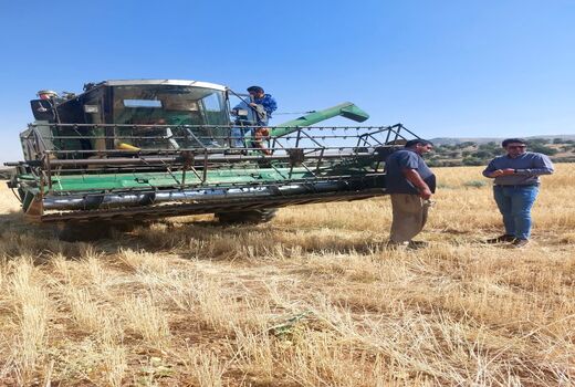 برداشت گندم از حدود 17 هزار هکتار مزارع سپیدان