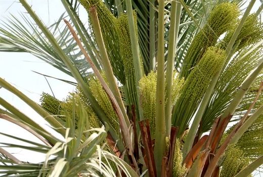 آغاز گرده‌افشانی نخیلات در شهرستان دشتی