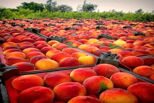 پیش‌بینی برداشت ۳۵ هزار تن هلو از باغات شهرستان سامان