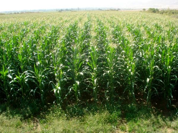 برداشت 120هزار تن ذرت علوفه ای از 3000 هکتار مزارع شهرستان ارزوئیه 