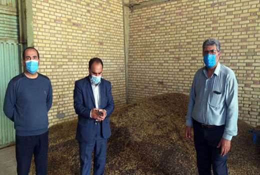 تولید بیش از یکصدتن محصول کلزا و گلرنگ در سطح شهرستان کلیبر