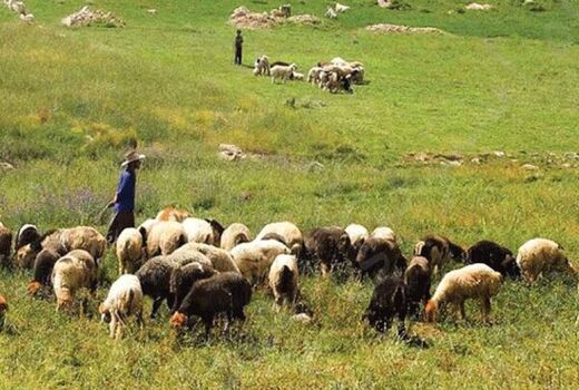 صاحبان پروانه چرای دام فقط تا پایان سال جاری فرصت تمدید دارند