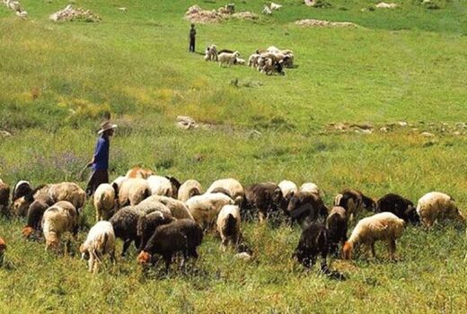 صاحبان پروانه چرای دام فقط تا پایان سال جاری فرصت تمدید دارند