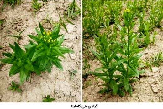 کشت گیاه کاملینا در ۱۰ هکتار از مزارع کشاورزی شهرستان آوج