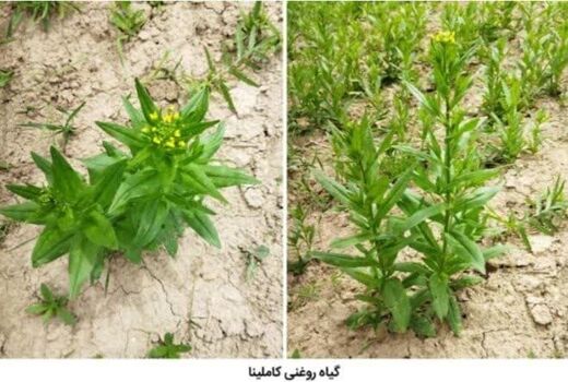 کشت گیاه کاملینا در ۱۰ هکتار از مزارع کشاورزی شهرستان آوج