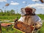 ضرورت توسعه شرکت‌های دانش‌بنیان در صنعت زنبورداری