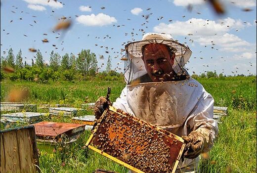 ضرورت توسعه شرکت‌های دانش‌بنیان در صنعت زنبورداری