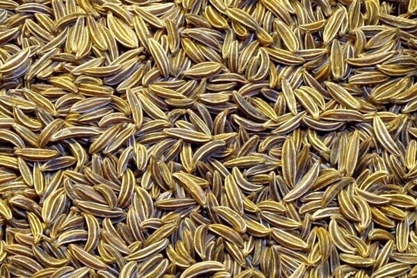 توسعه کاشت گیاه دارویی زیره سبز در استان بوشهر