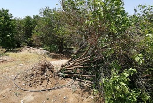 باد و باران؛ کشاورزی جهرم را در هم کوبید 