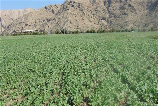1160 هکتار از مزارع کشاورزی بوئین زهرا به زیر کشت کلزا رفت 
