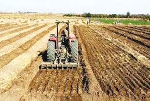 کشت 15 هزار هکتار از محصولات پاییزه در مزارع لالی