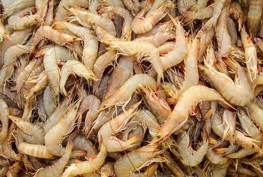 صید میگوی سفید آزاد شد