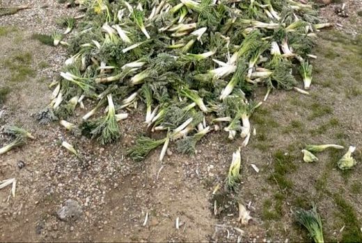 برداشت غیر مجاز بیلهر در مراتع سپیدان متوقف شد