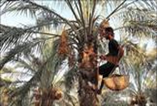 پیش‌بینی برداشت ۴۷۲۵ تن خرما از نخلستان‌های خراسان جنوبی