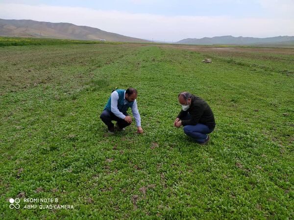 کشت بیش از ۳۰ هکتار کینوا در  مزارع استان آذربایجان شرقی