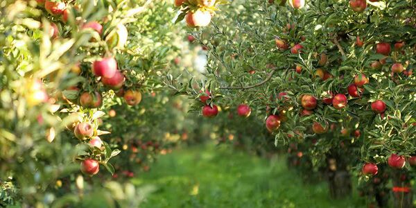 برداشت سیب درختی از باغات چهارمحال و بختیاری

