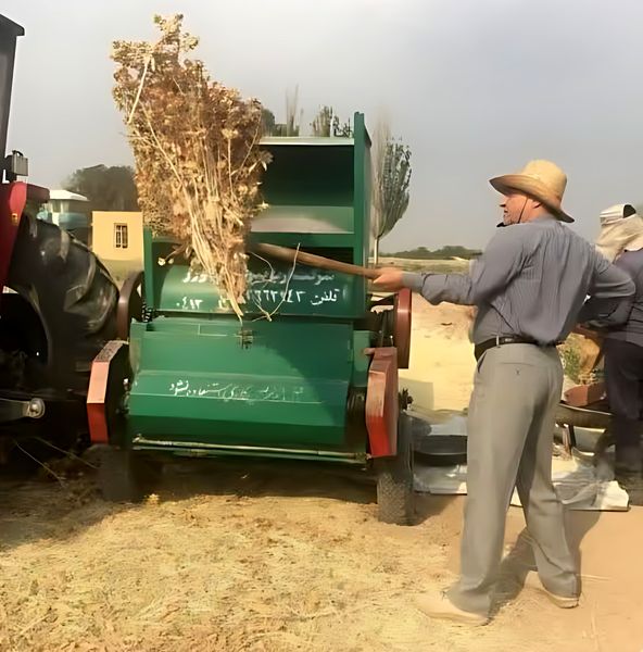 آغاز برداشت گلرنگ صفه در اراضی کمبازده آذربایجان شرقی