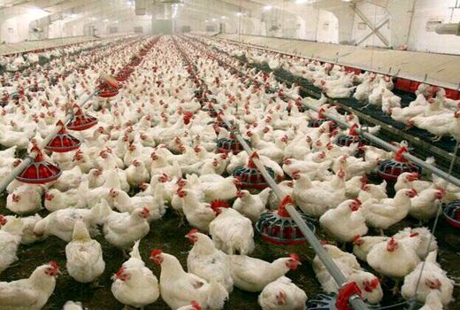 حدود ۳ هزار میلیارد ریال وام طرح مردمی‌سازی یارانه‌ها در کردستان پرداخت شد
