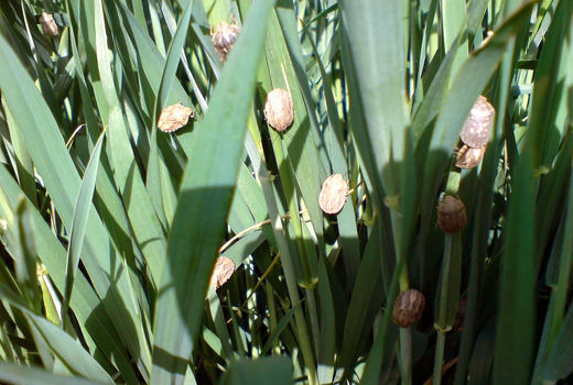 آغاز مبارزه با آفت سن گندم در شهرستان هشترود