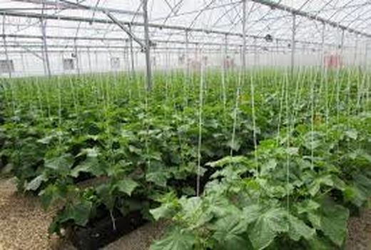  بهره برداری از 8 طرح کشاورزی و آب وخاک شهرستان کرمان در ایام الله دهه فجر 