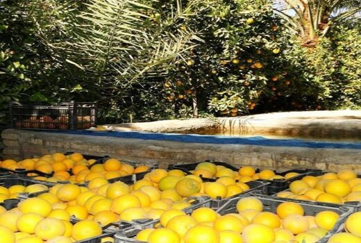 کشت مرکبات در بیش از 100 هکتار اراضی طبس 