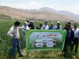 دوره آموزشی با محوریت زراعت گندم در شهرستان فارسان برگزار شد