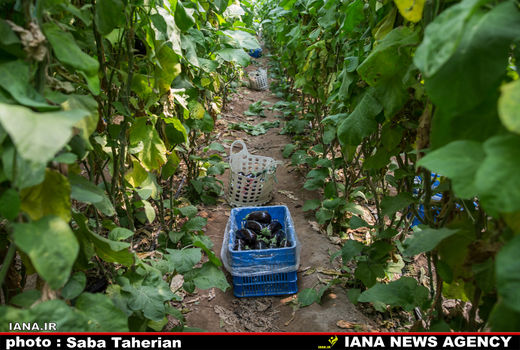 مساحت کشت گلخانه‌ای کشور به 48 هزار هکتار می‌رسد