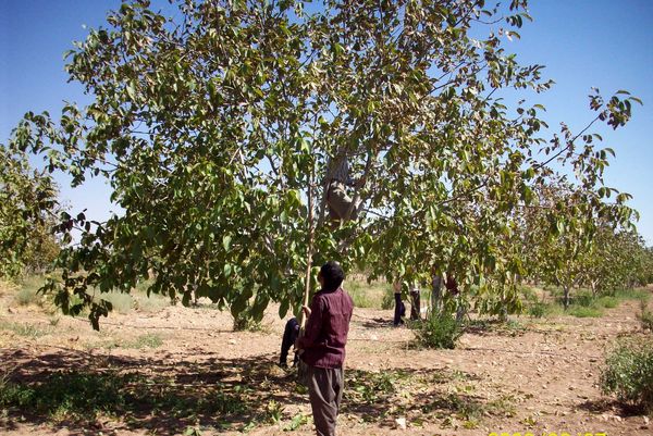 پیش‌بینی تولید 110  تن گردو از باغ‌های نی‌ریز