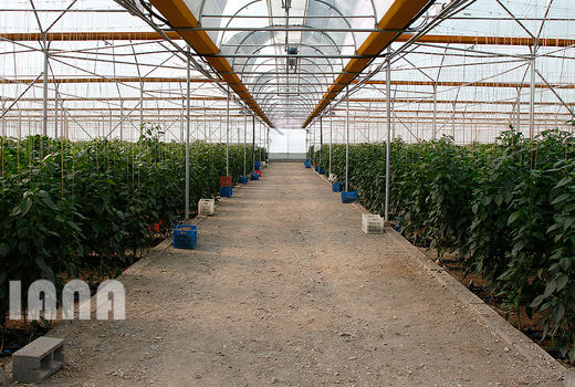 ​احداث ۳۲۲۸ هکتار گلخانه در استان تهران 
