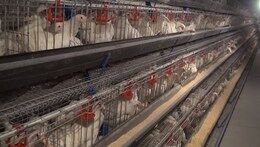 دو میلیون و ۵۰۰ هزار مرغ در استان اصفهان آماده کشتار