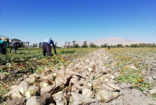 پیش بینی تولید 76 هزار تن چغندر قند در مرودشت