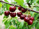 آغاز برداشت گیلاس از باغات استان
