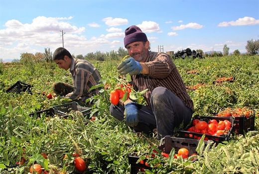خرید حمایتی گوجه برای کنترل نرخ بازار‏، در صورت افت قیمت
