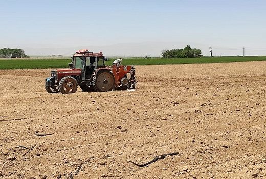 کاشت سیب زمینی در اقلید ادامه دارد