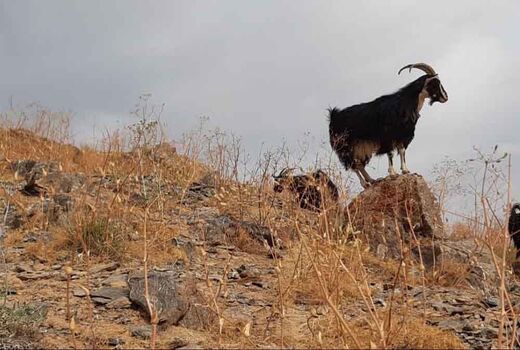 جشنواره بز مهابادی؛ نخستین جشنواره مجازی اصفهان در کشور